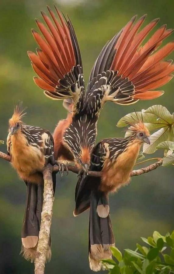 Jacamar Lodge Expeditions Iquitos Dış mekan fotoğraf
