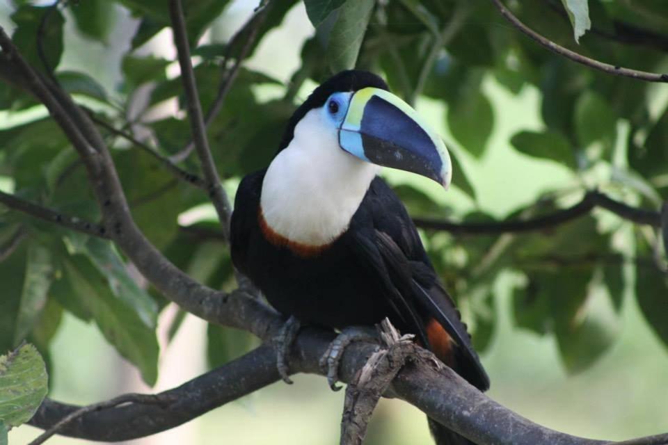 Jacamar Lodge Expeditions Iquitos Dış mekan fotoğraf