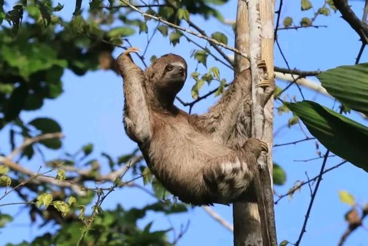 Jacamar Lodge Expeditions Iquitos Dış mekan fotoğraf